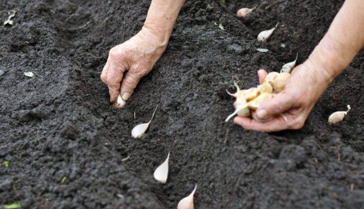 lehsun ki kheti garlic farming and garlic pest and disease लहसुन की खेती और लहसुन के रोग