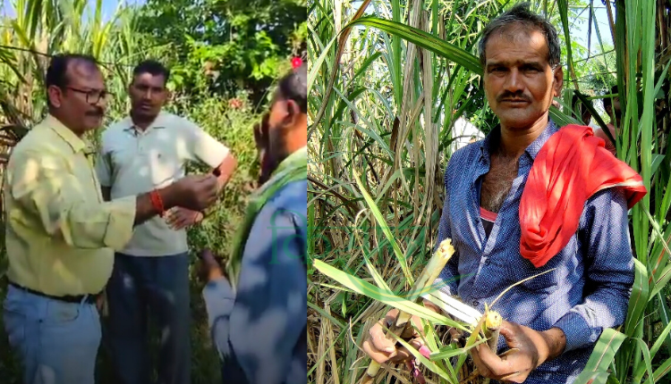 रेड रॉट बीमारी मध्य प्रदेश के गन्ना किसान