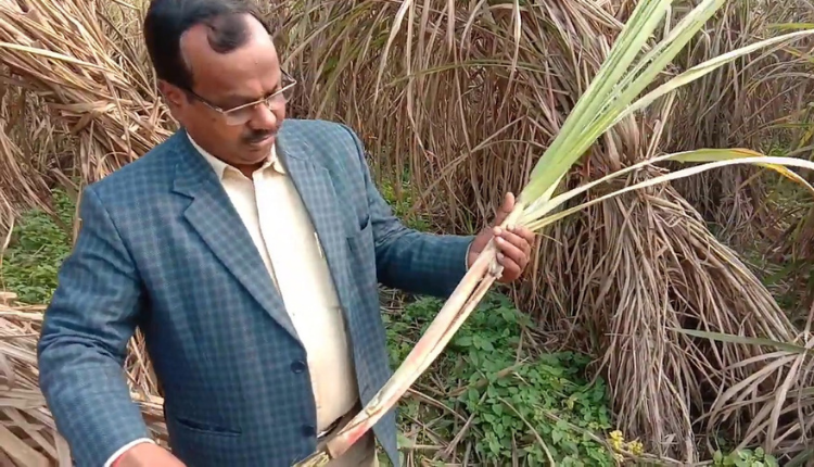 उत्तर प्रदेश गन्ना शोध परिषद, शाहजहांपुर