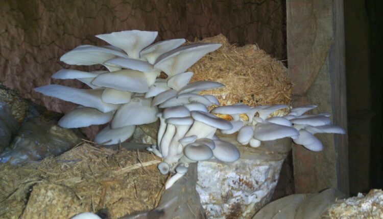 top 5 type of mushrooms मशरूम की किस्में