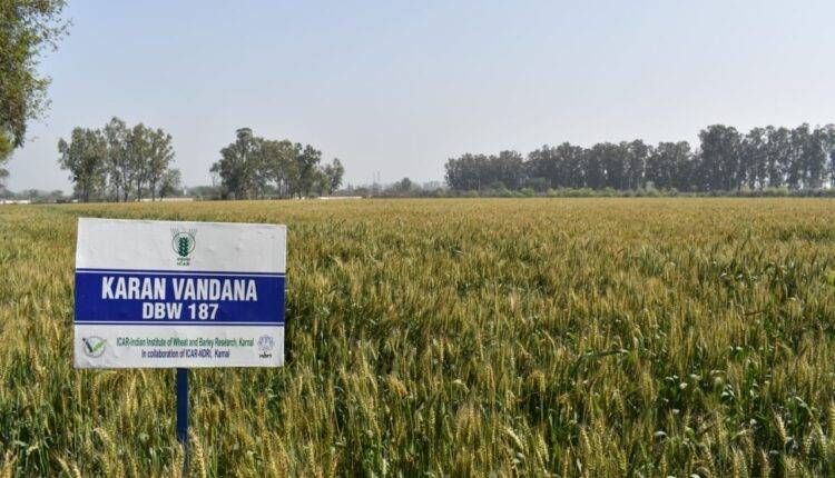 करण वंदना गेहूं की किस्म (karan vandana DBW 187 wheat variety)