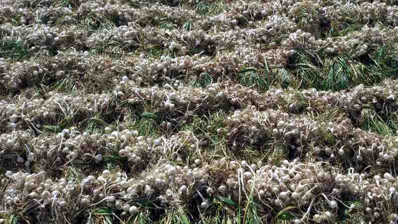lehsun ki kheti garlic farming लहसुन की खेती और लहसुन की किस्में