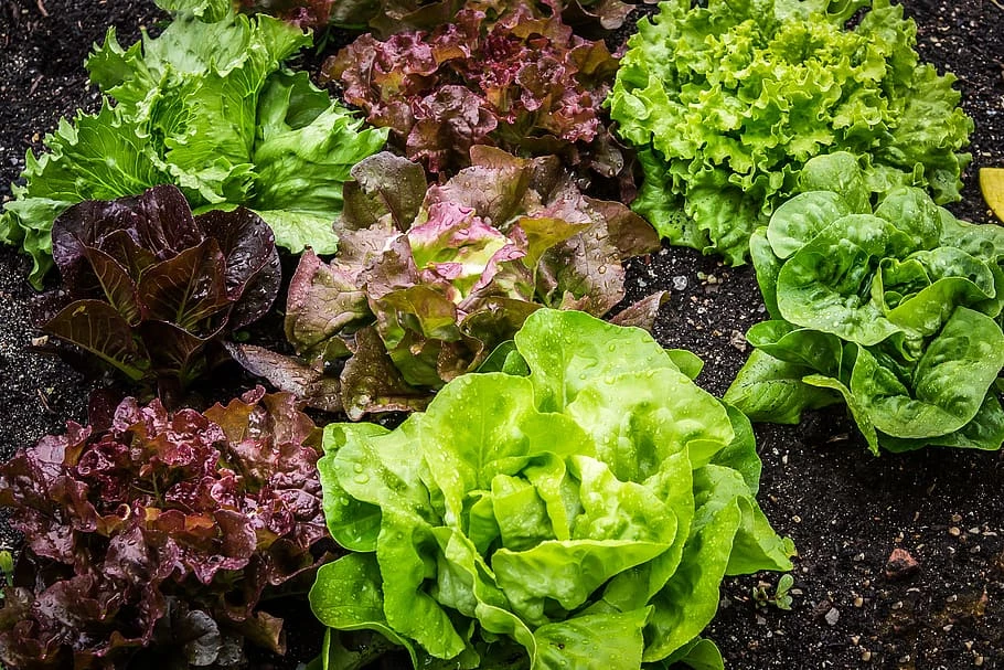 विदेशी सब्जियों की खेती (exotic vegetables farming)
