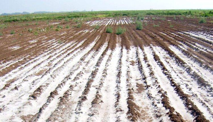 world soil day salt in soilविश्व मृदा दिवस