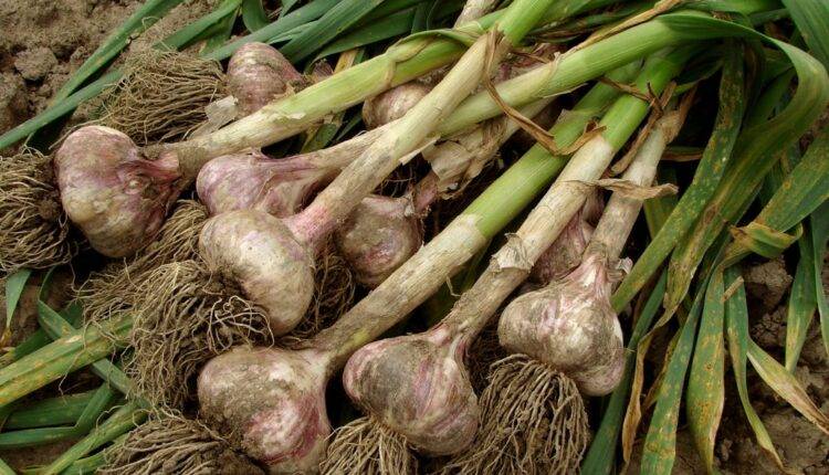 lehsun ki kheti garlic farming and garlic pest and disease लहसुन की खेती और लहसुन के रोग