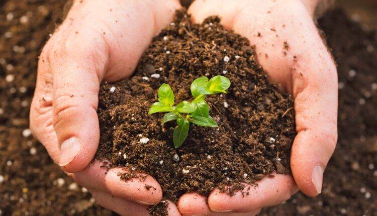 world soil day salt in soilविश्व मृदा दिवस