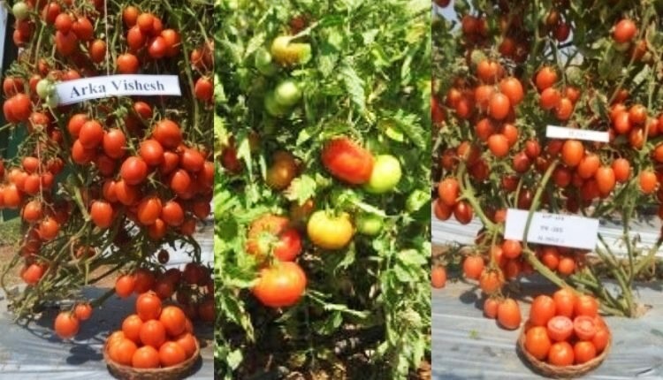 टमाटर की खेती के लिए किस्में (Tomato varieties Farming