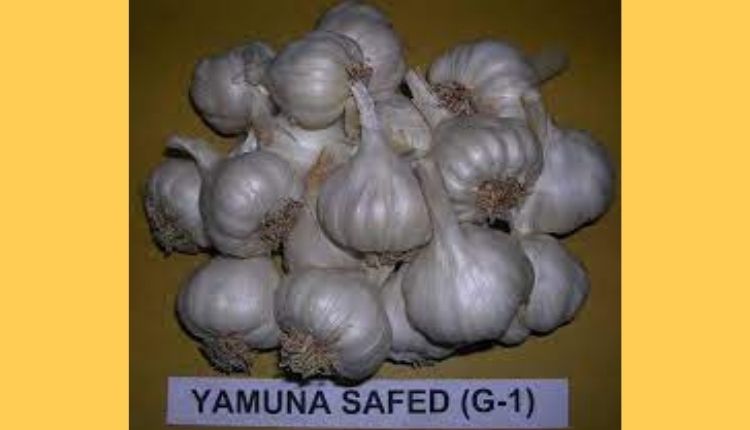 lehsun ki kheti garlic farming लहसुन की खेती और लहसुन की किस्में