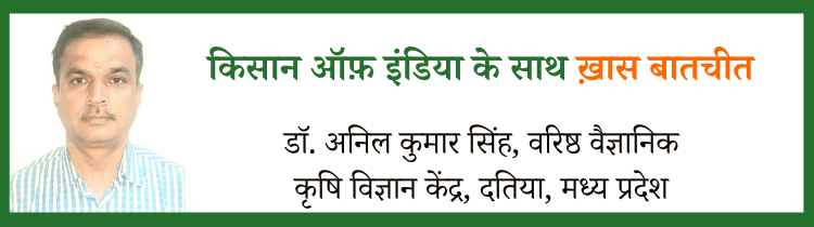 रेड रॉट बीमारी बर्बाद कर रही है गन्ने की फसल, वैज्ञानिकों ने बताए छुटकारा पाने के तरीके