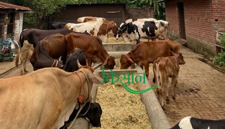 Dairy Farming डेयरी फ़ार्म डेयरी व्यवसाय haldwani dhenu farm