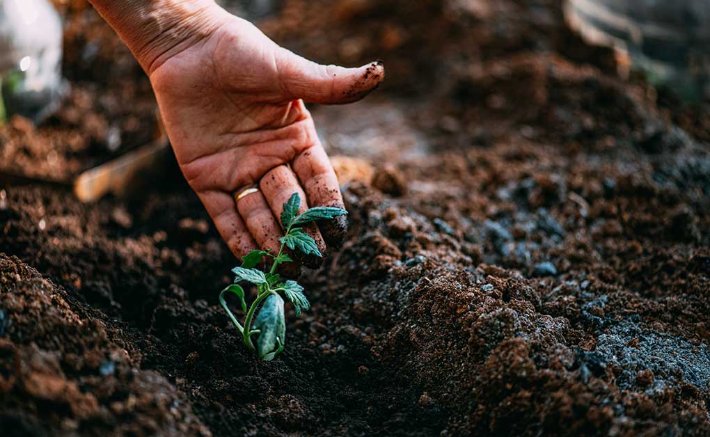 karnataka woman organic farming जैविक खेती
