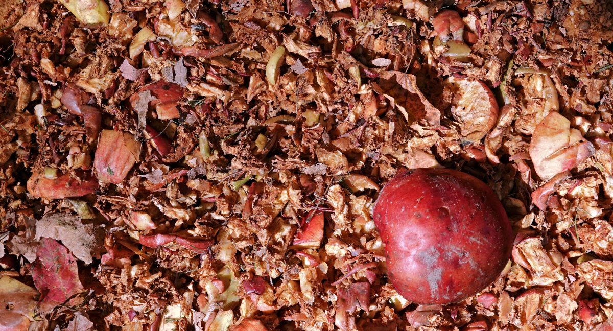 सेब का गूदा apple pomace