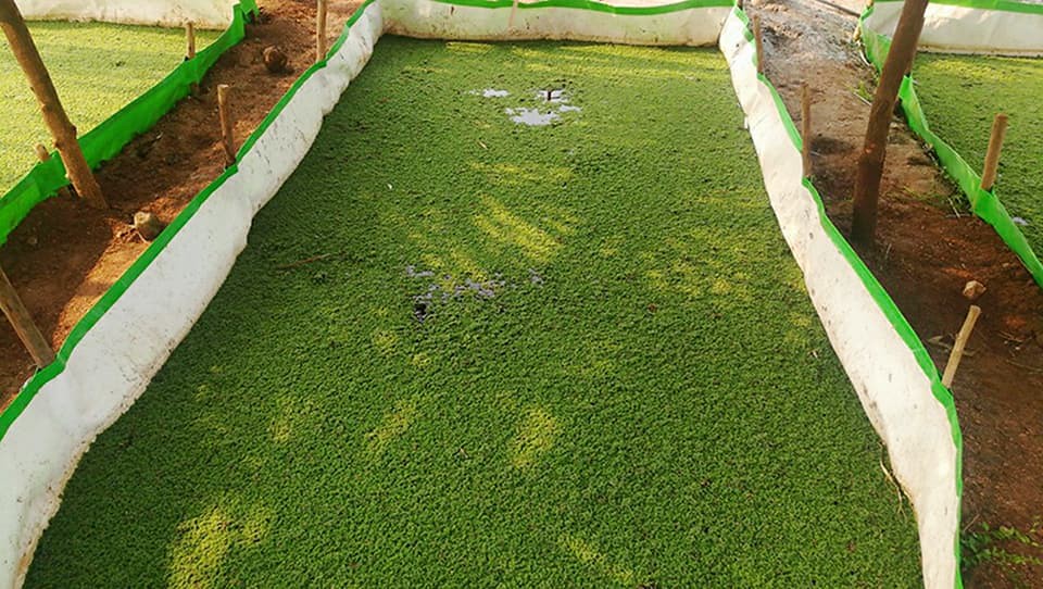 अजोला की खेती azolla cultivation for animals