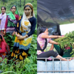 Nutrition Garden: घर पर कैसे बनाएं पोषण वाटिका का मॉडल? डॉ. अभिषेक प्रताप सिंह से जानिए