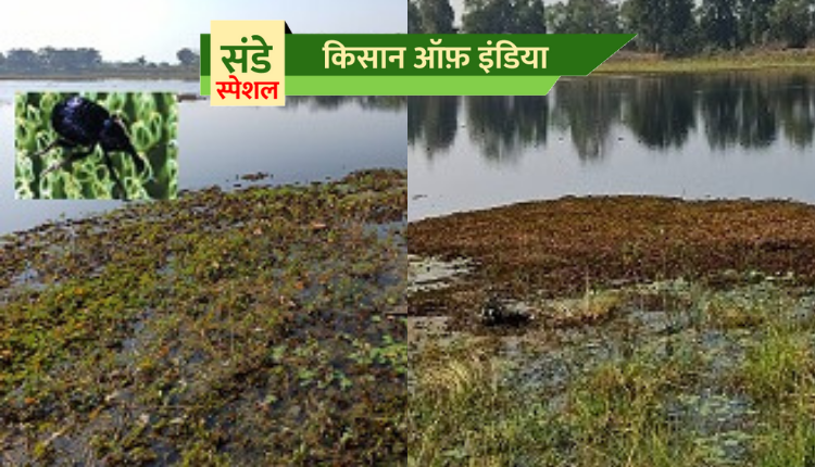 Water Fern management research by ICAR