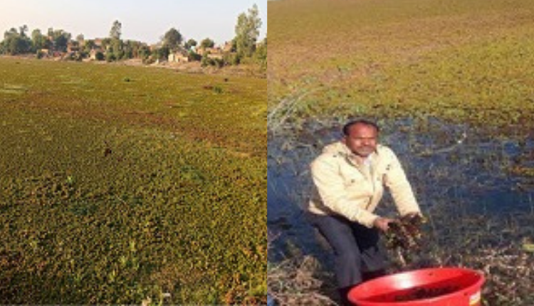 वाटर फ़र्न