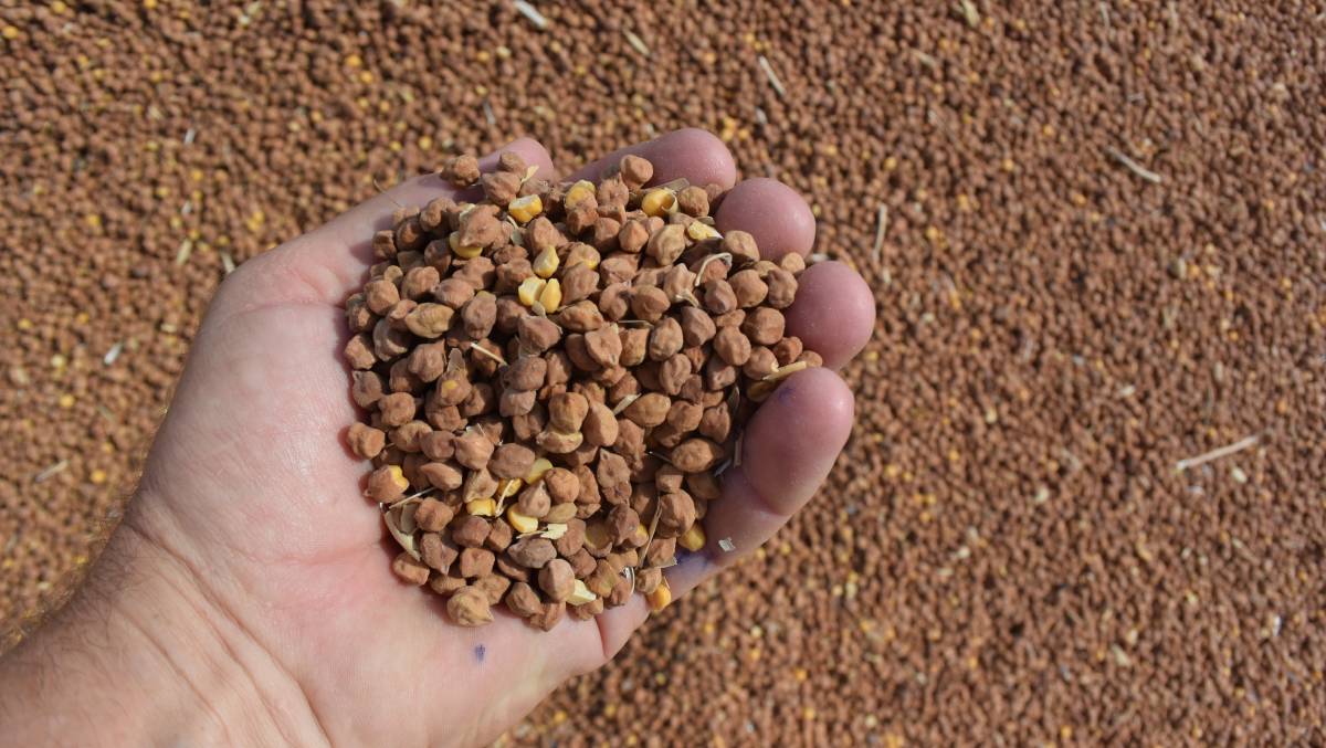 चने की उन्नत खेती chickpea farming