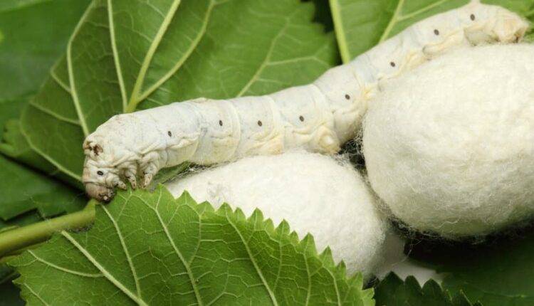 रेशम कीट पालन (Sericulture): इस महिला ने खुद के दम पर खड़ा किया व्यवसाय, जानिए कौन सी किस्म और तकनीक है बेहतर