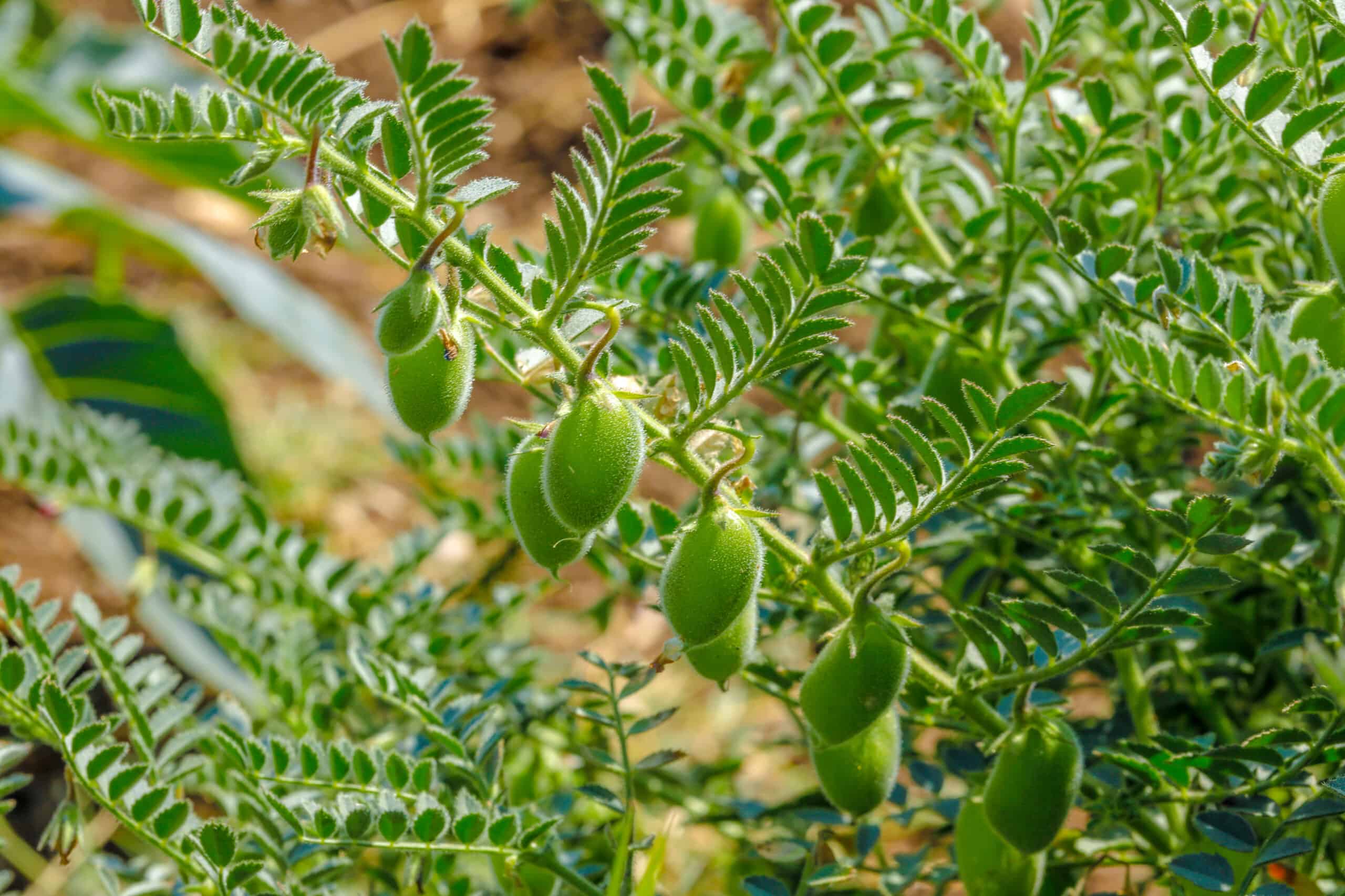 चने की उन्नत खेती chickpea farming