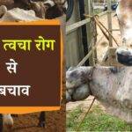 डेयरी फ़ार्मिंग के लिए कैसे, कहाँ से और कितना ले सकते हैं लोन? पढ़िए भूपेंद्र पाटीदार के अनुभवों पर आधारित ये लेख