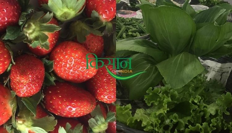 chhattisgarh farmer vegetable outlet छत्तीसगढ़ के किसान मंजीत सिंह सलूजा
