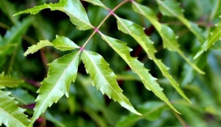 नीम का पेड़ के लाभ कीटनाशक (neem tree benefits