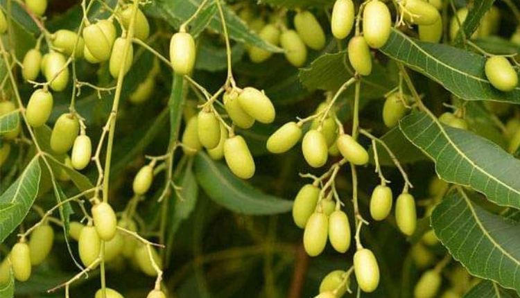 नीम का पेड़ के लाभ कीटनाशक (neem tree benefits