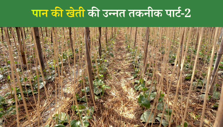 जैविक तरीके से पान की खेती