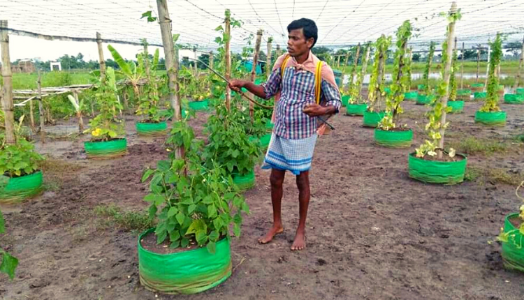 जानिए कैसे छोटे किसानों के लिए वरदान बन सकती है मल्टी लेयर फार्मिंग (multi layer farming)?
