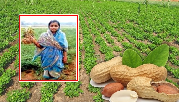 मूंगफली की खेती groundnut cultivation
