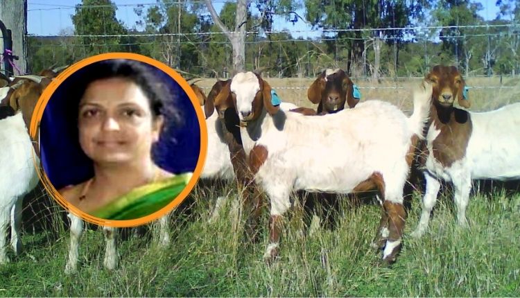 भेड़ और बकरी पालन sheep and goat farming