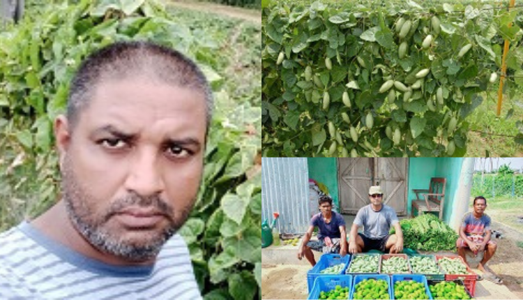 परवल की खेती (Parwal Farming): चंदन खुंटिया ने SAIL की सरकारी नौकरी छोड़ शुरू की खेती और परवल की इस किस्म को उगाकर बढ़ाई आमदनी