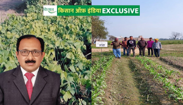गन्ने के साथ इंटर क्रॉपिंग फसलें (Intercropping crops with Sugarcane)