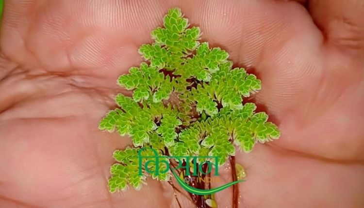 अजोला की खेती Azolla Cultivation
