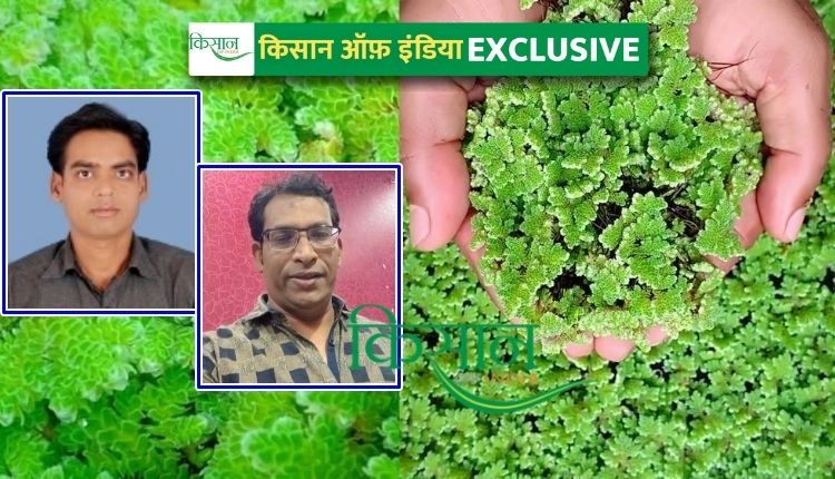 अजोला की खेती Azolla Cultivation
