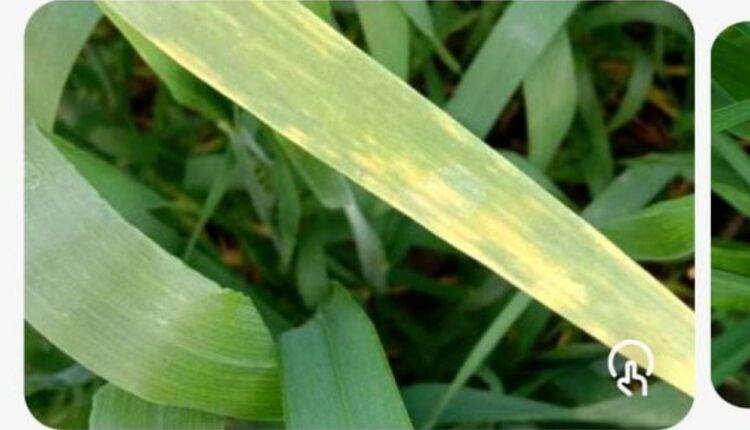 स्मार्ट फोन सेंसर: बुवाई से कटाई तक किसान के लिए है बेहद उपयोगी