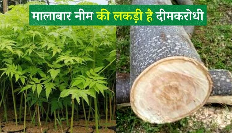 मालाबार नीम की खेती (malabar neem ki kheti)