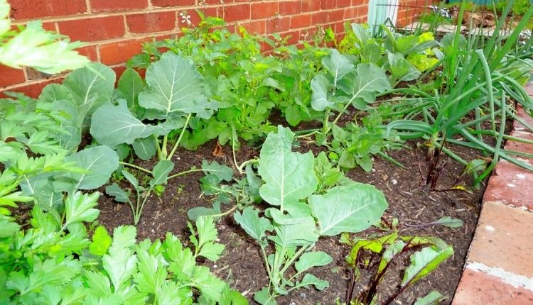 ऑर्गेनिक किचन गार्डन (Kitchen Garden)