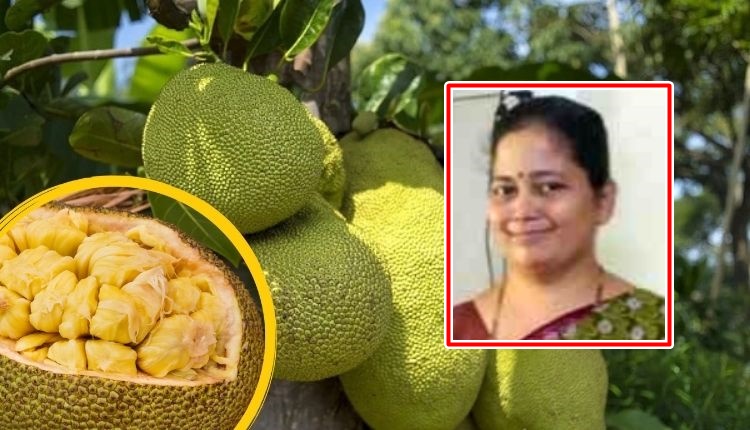 कटहल की खेती jackfruit farming कटहल की प्रोसेसिंग