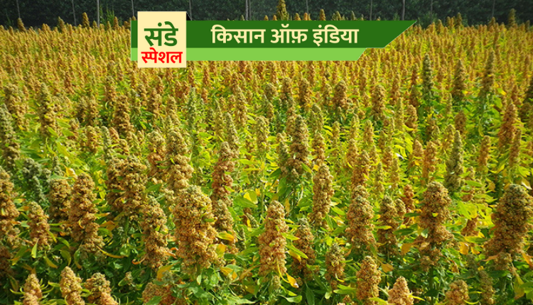 क्विनोआ की खेती