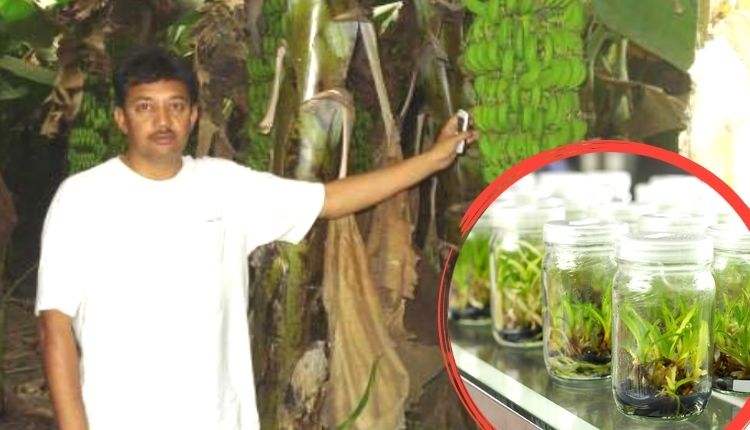 टिश्यू कल्चर तकनीक tissue culture technique