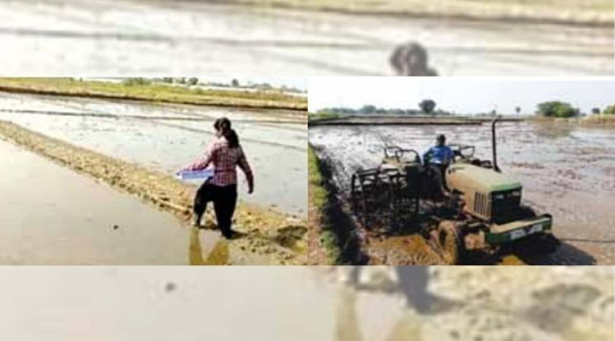 धान की खेती broadcasting technique
