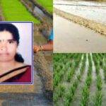 Joha Rice: जोहा चावल की खेती के साथ पपीते की खेती और सूअर पालन कैसे कर सकते हैं?