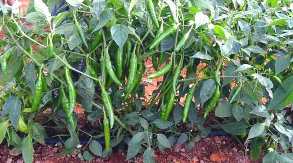 Green Chilli हरी मिर्च की खेती 2