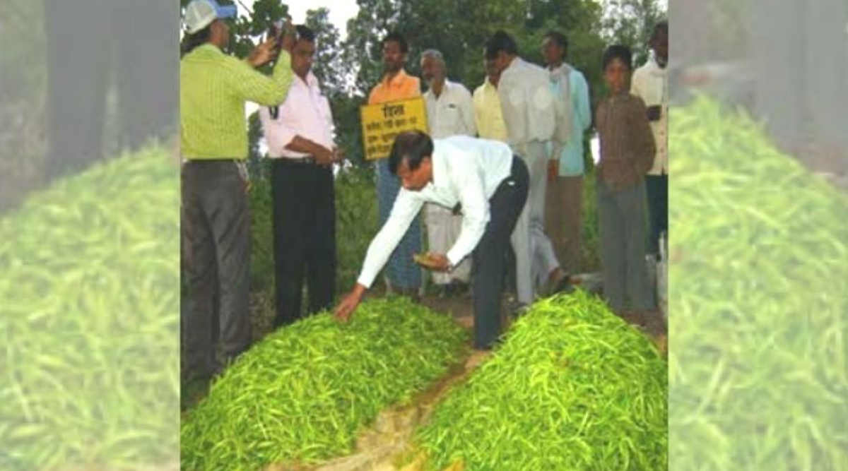 Green Chilli हरी मिर्च की खेती 4