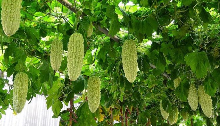 करेले की खेती bitter gourd farming