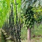Animal Husbandry: सस्ता, सुलभ और पौष्टिक पशु आहार (Animal Feed) क्या हो और कैसा हो?