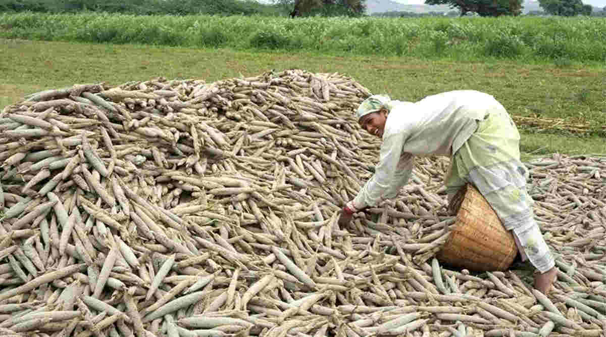 बाजरे की खेती (Millet Farming) 4