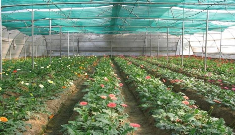 जरबेरा फूल की खेती gerbera farming