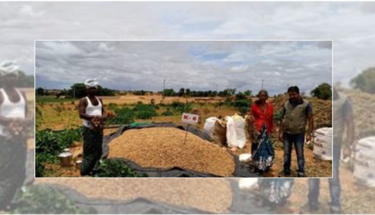 मूंगफली की खेती (Groundnut): सूखा प्रभावित क्षेत्र के लिए उन्नत है मूंगफली की ये किस्म, 21 फ़ीसदी तक बढ़ा उत्पादन